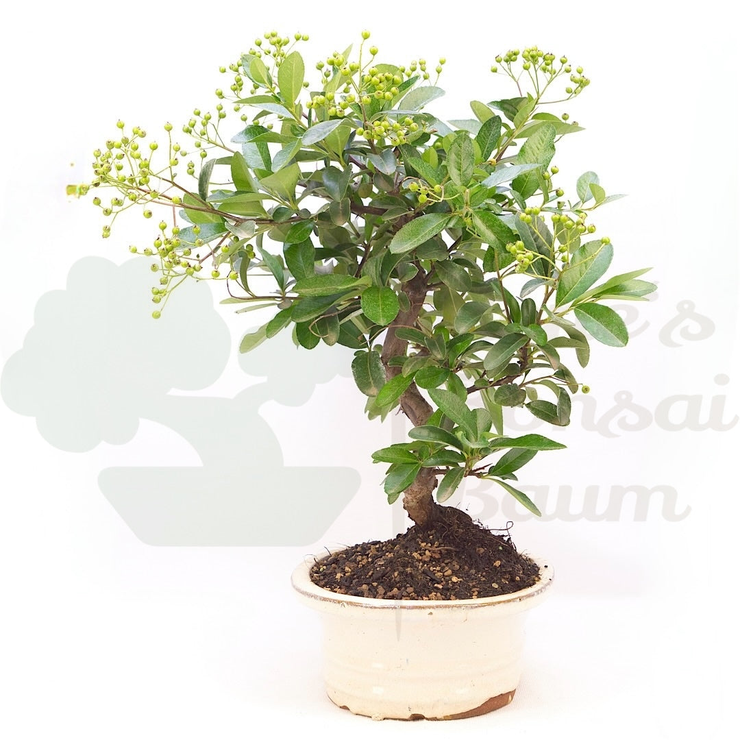 Feuerdorn 'Pyracantha coccinea'
