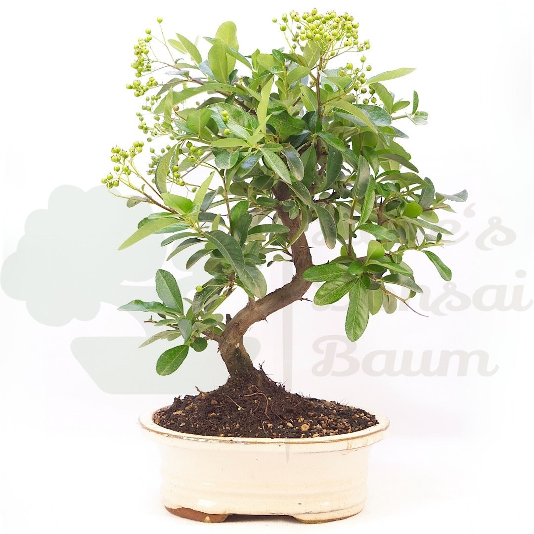 Feuerdorn 'Pyracantha coccinea'