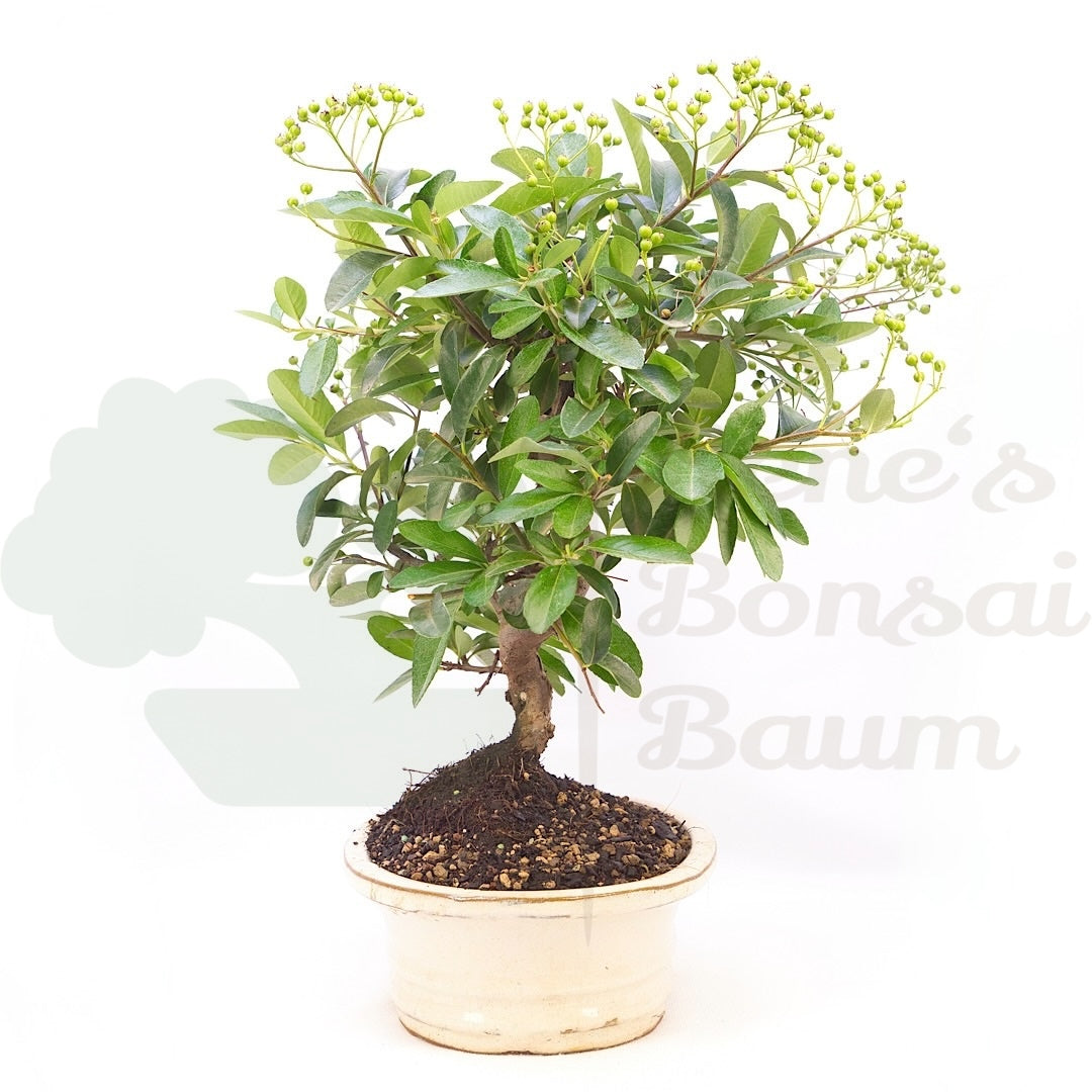 Feuerdorn 'Pyracantha coccinea'