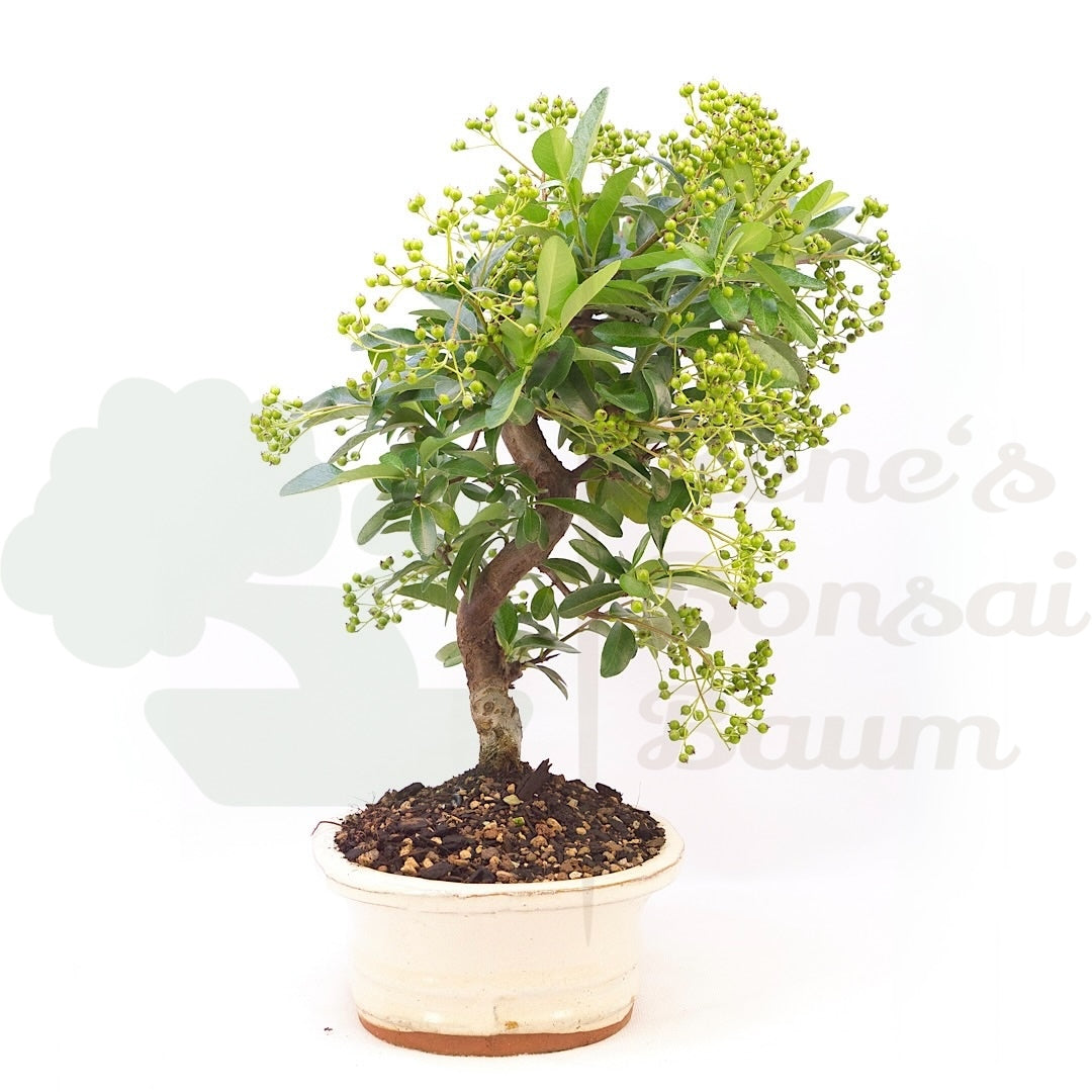 Feuerdorn 'Pyracantha coccinea'