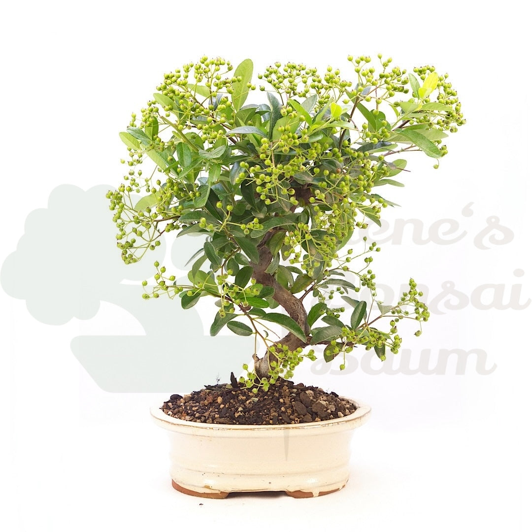 Feuerdorn 'Pyracantha coccinea'