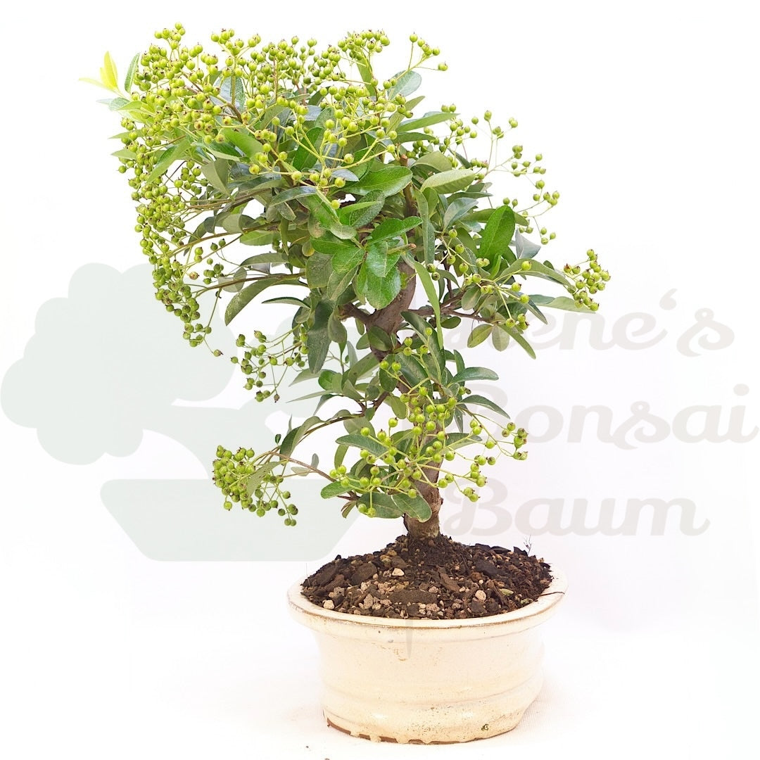 Feuerdorn 'Pyracantha coccinea'