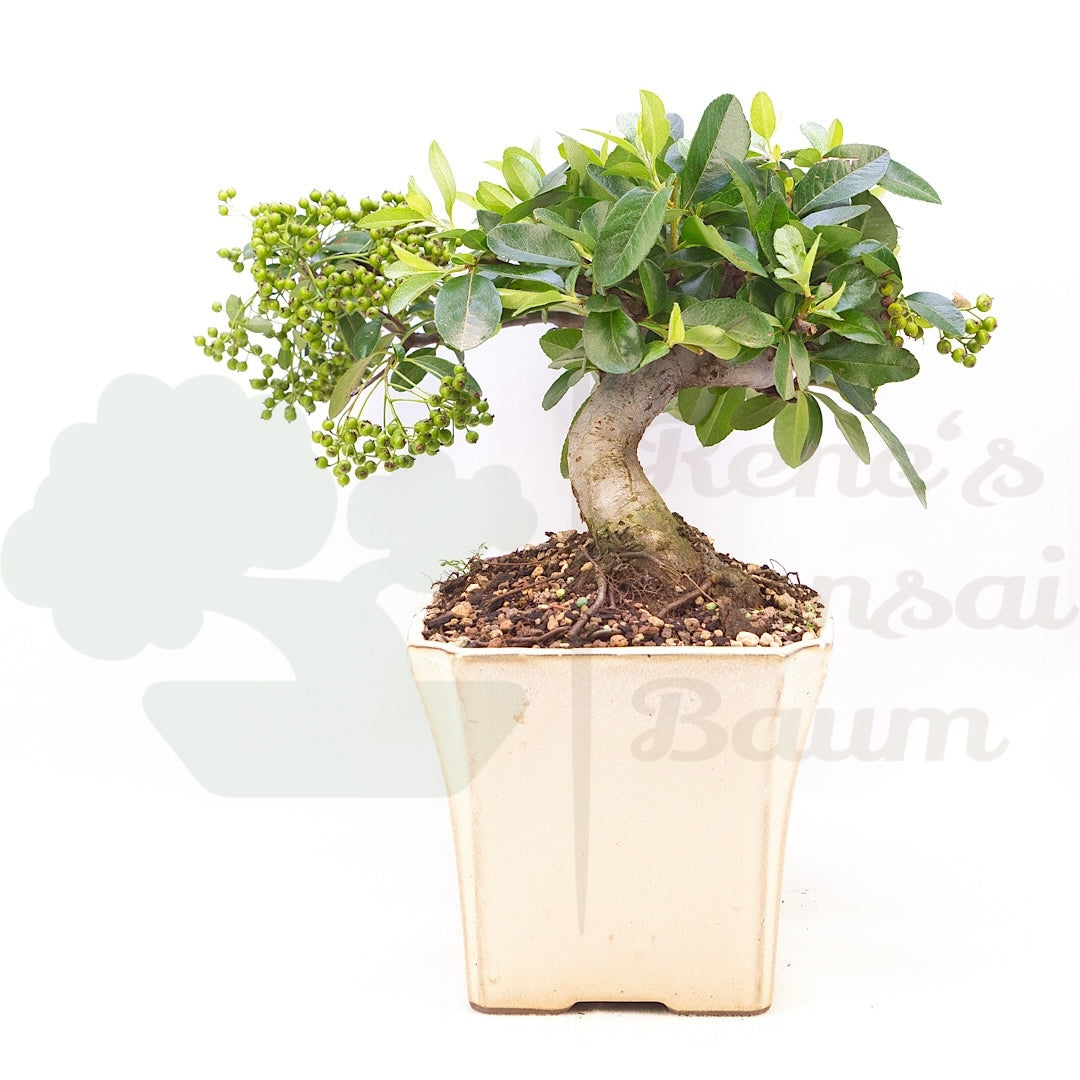 Feuerdorn 'Pyracantha coccinea'