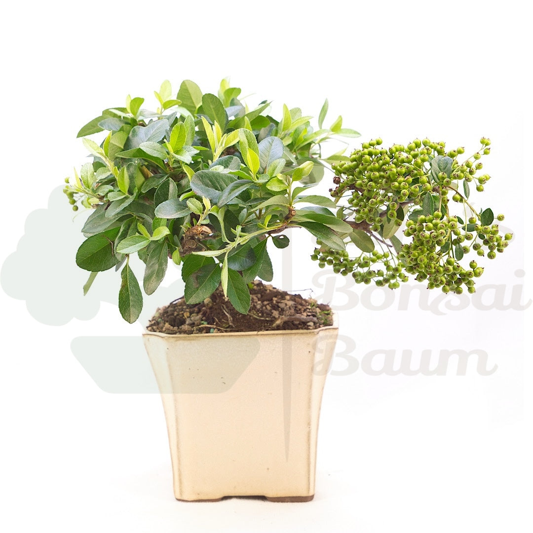 Feuerdorn 'Pyracantha coccinea'