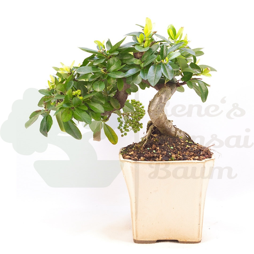 Feuerdorn 'Pyracantha coccinea'