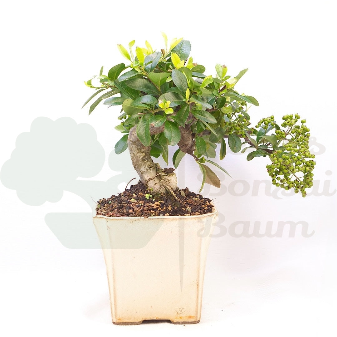 Feuerdorn 'Pyracantha coccinea'