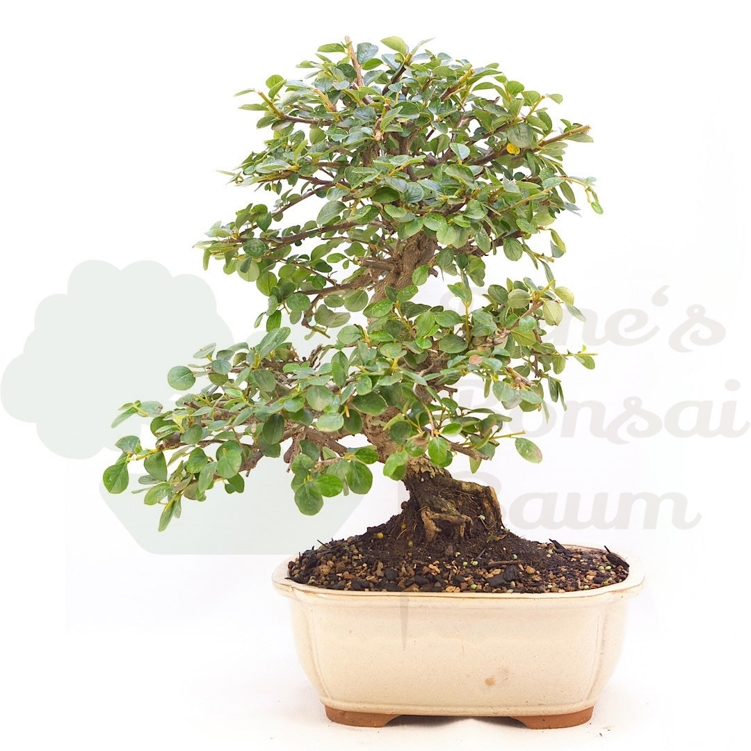 Fächer- Zwergmispel 'Cotoneaster horizontalis'