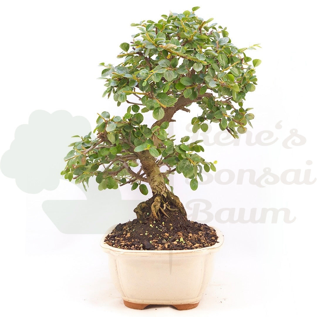 Fächer- Zwergmispel 'Cotoneaster horizontalis'