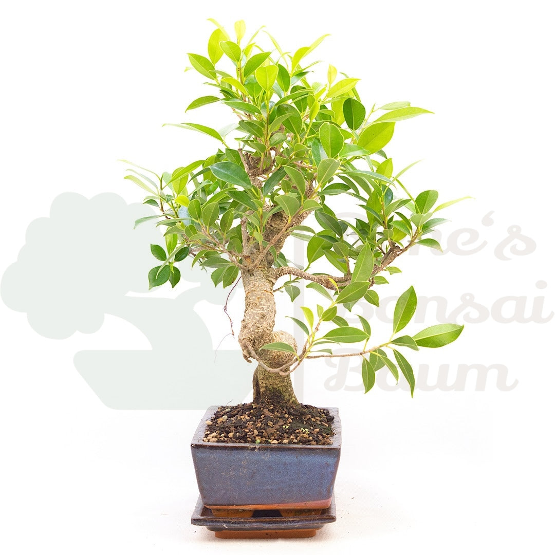 Chinesische Feige 'Ficus Retusa'