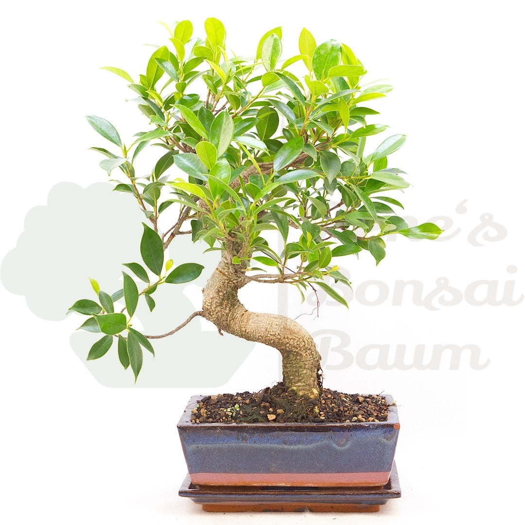 Chinesische Feige 'Ficus Retusa'