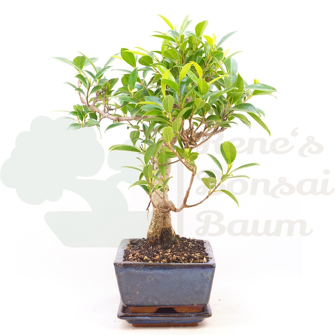 Chinesische Feige 'Ficus Retusa'