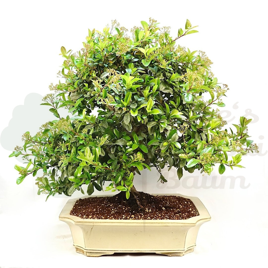 Schmalblättriger Feuerdorn 'Pyracantha angustifolia'