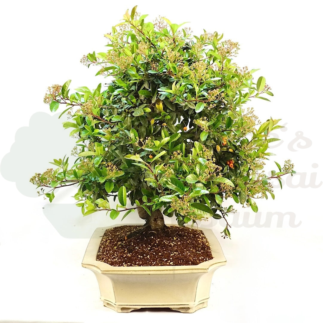 Schmalblättriger Feuerdorn 'Pyracantha angustifolia'