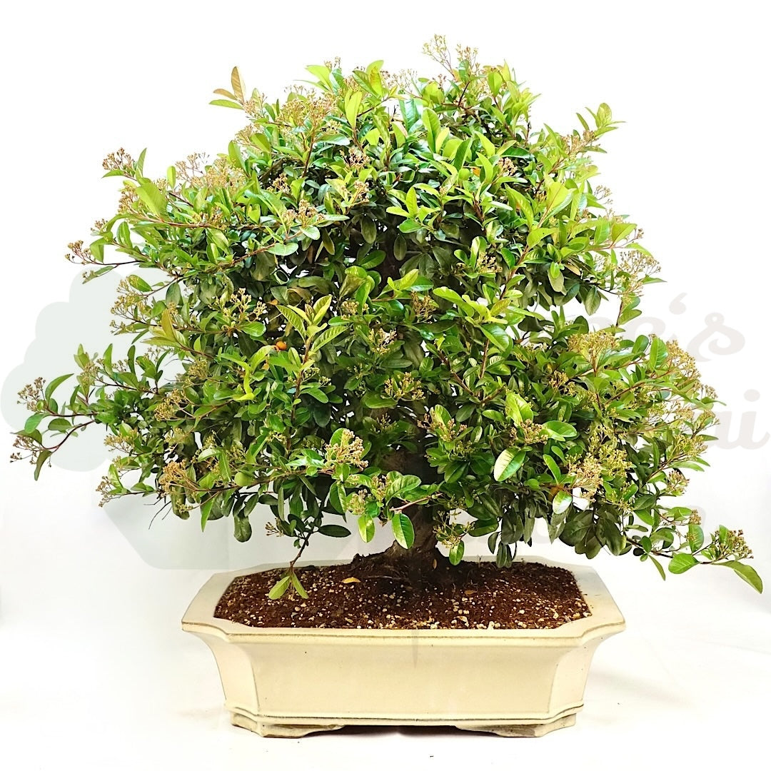 Schmalblättriger Feuerdorn 'Pyracantha angustifolia'