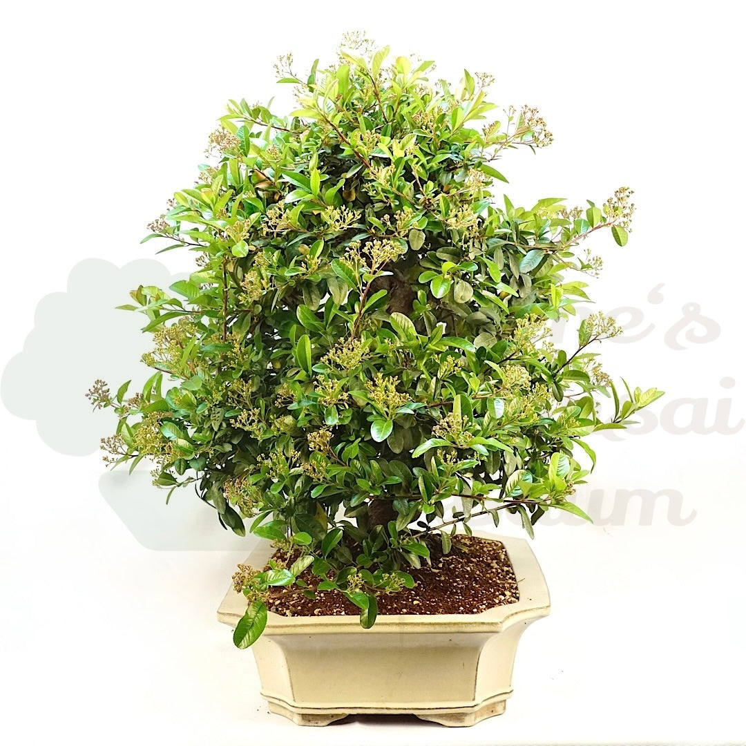 Schmalblättriger Feuerdorn 'Pyracantha angustifolia'
