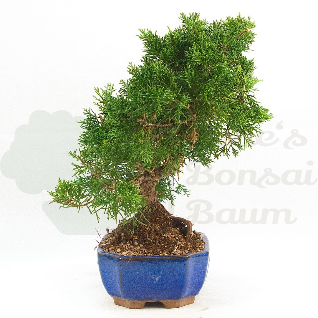 Chinesischer Wacholder 'Juniperus chinensis kyushu'