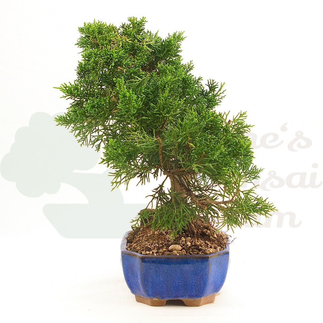 Chinesischer Wacholder 'Juniperus chinensis kyushu'