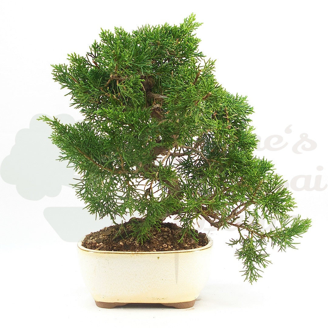Chinesischer Wacholder 'Juniperus chinensis kyushu'