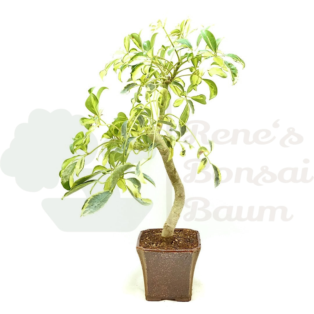 Gelbbunte Strahlenaralie 'Schefflera arboricola'
