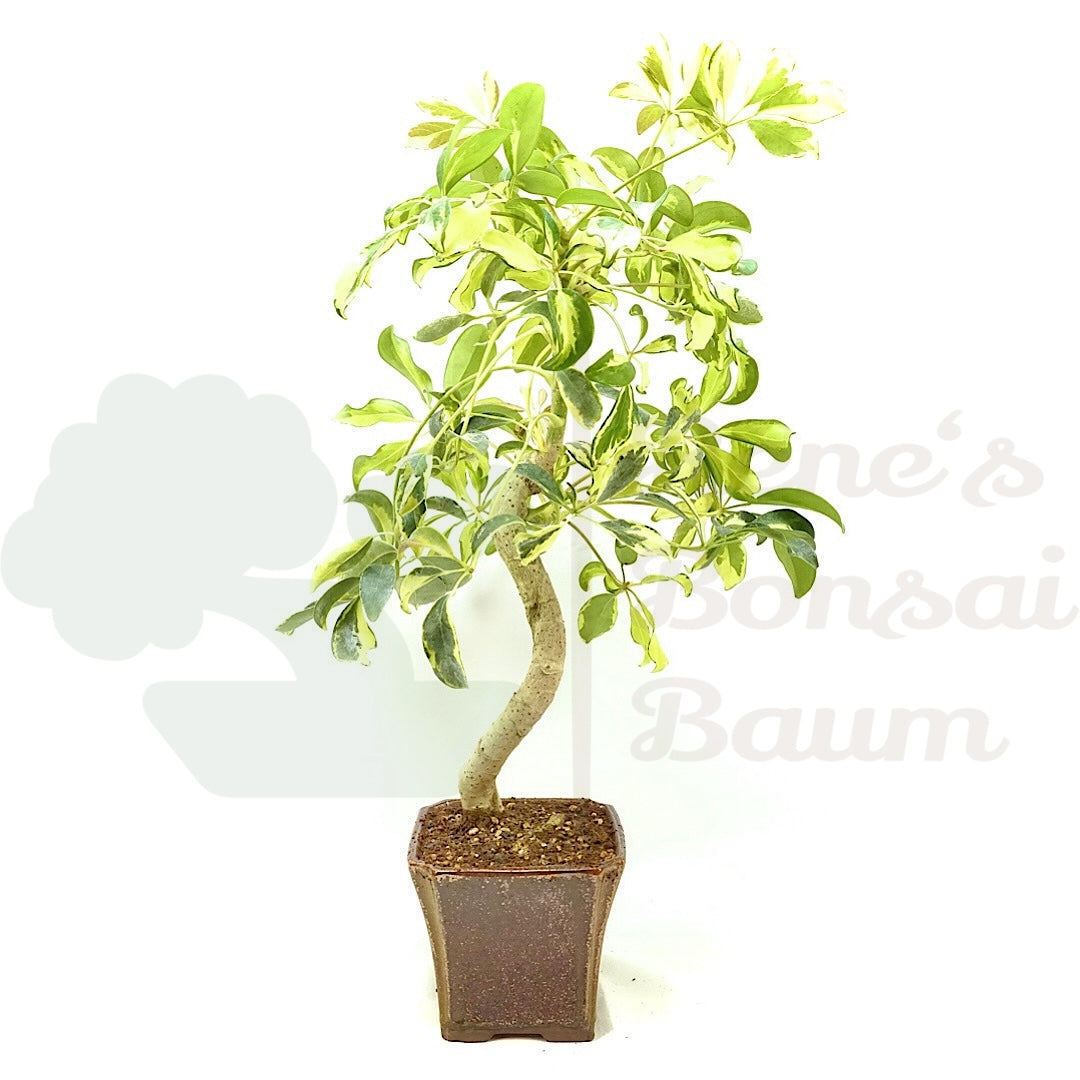 Gelbbunte Strahlenaralie 'Schefflera arboricola'