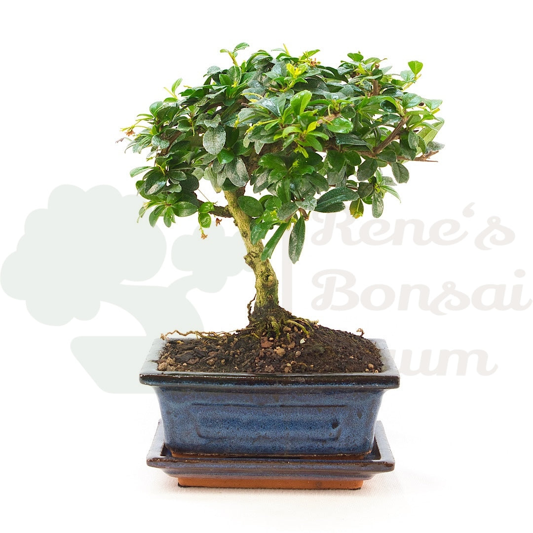 Fukien-Tee 'Carmona microphylla'