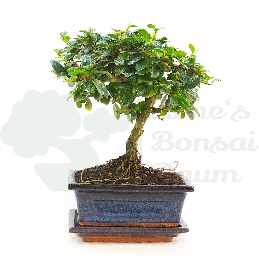 Fukien-Tee 'Carmona microphylla'