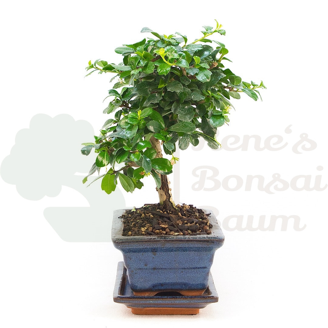 Fukien-Tee 'Carmona microphylla'
