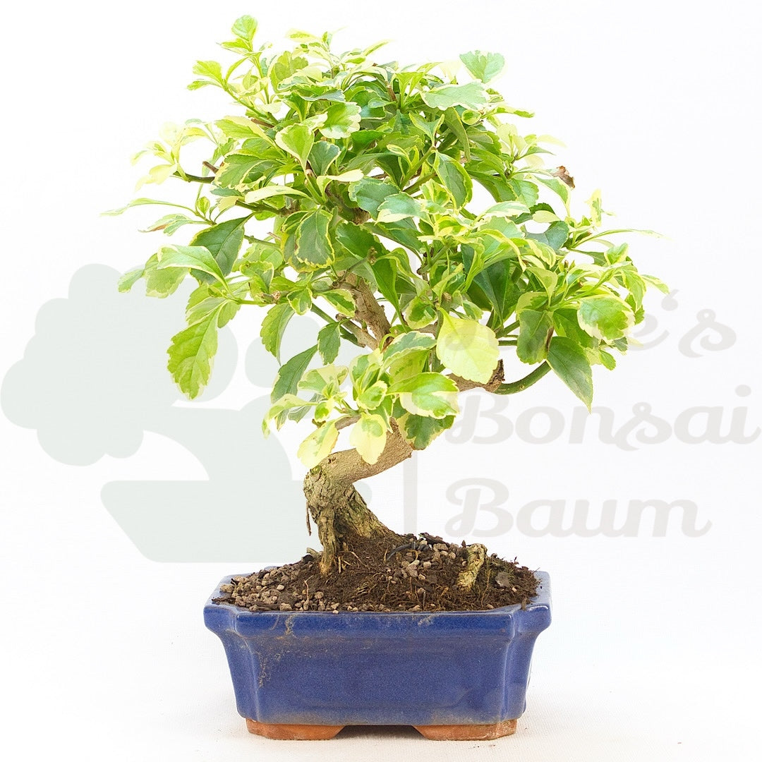 Himmelsblume 'Duranta repens'