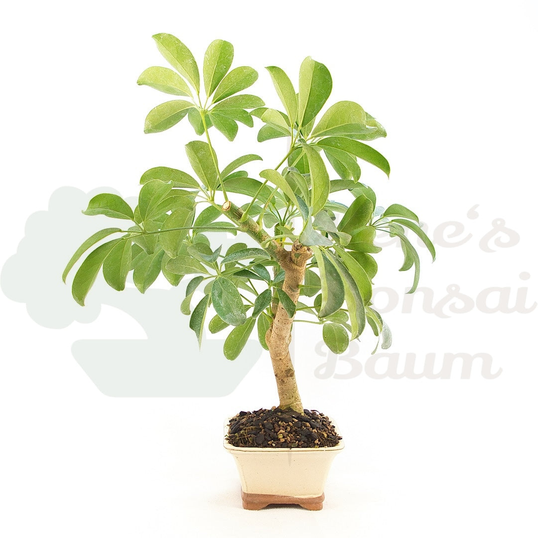 Strahlenaralie 'Schefflera actinophylla'