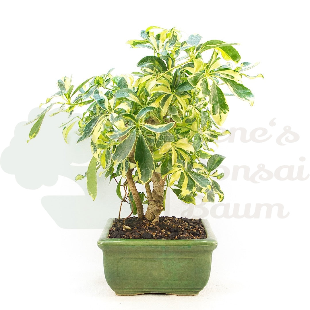 Gelbbunte Strahlenaralie 'Schefflera arboricola'