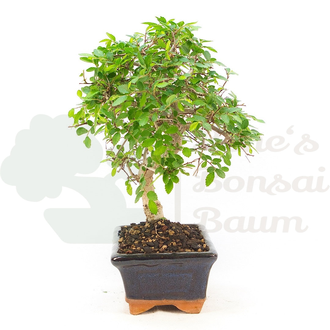 Chinesische Ulme 'Zelkova parvifolia'