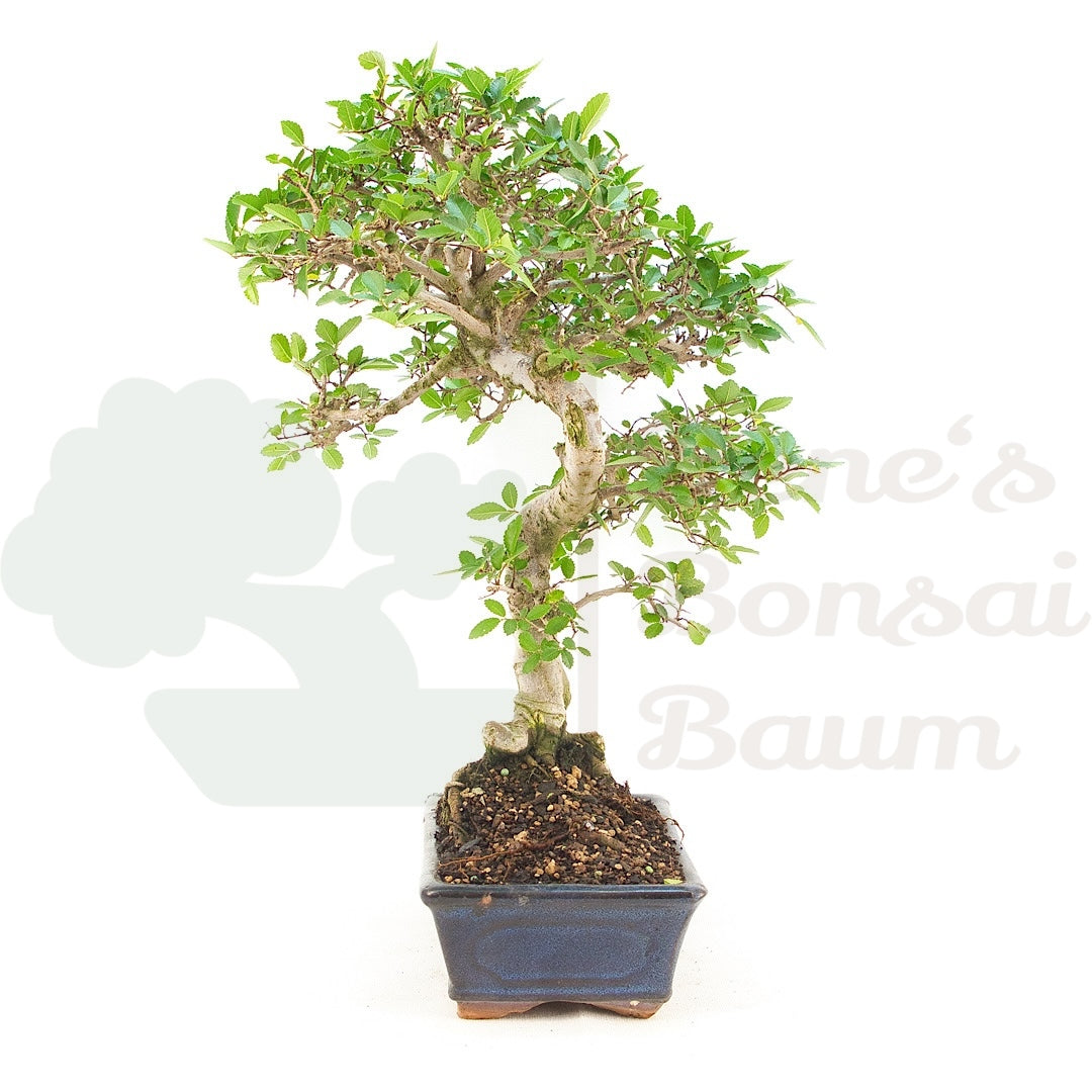 Chinesische Ulme 'Zelkova parvifolia'