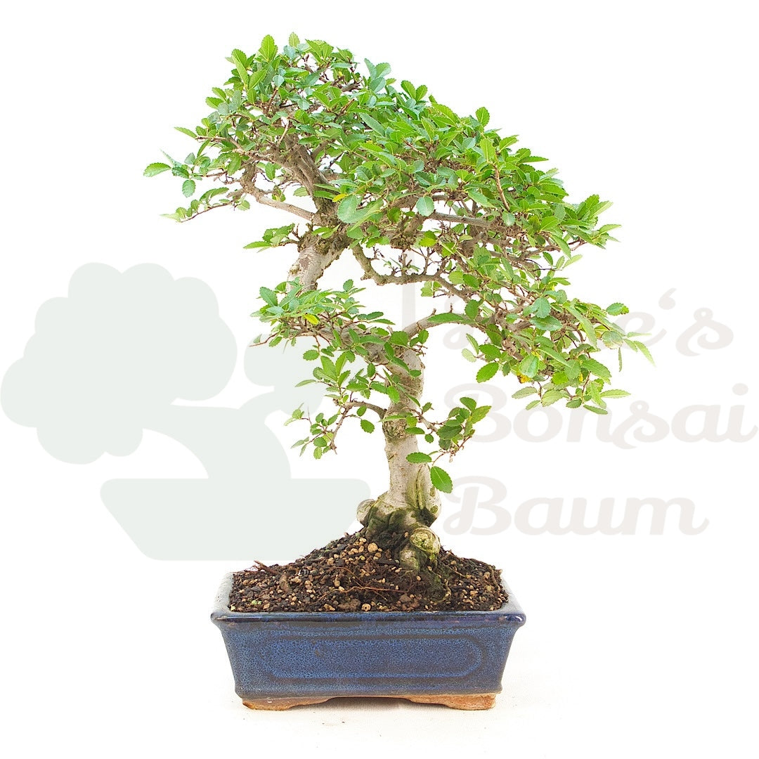 Chinesische Ulme 'Zelkova parvifolia'