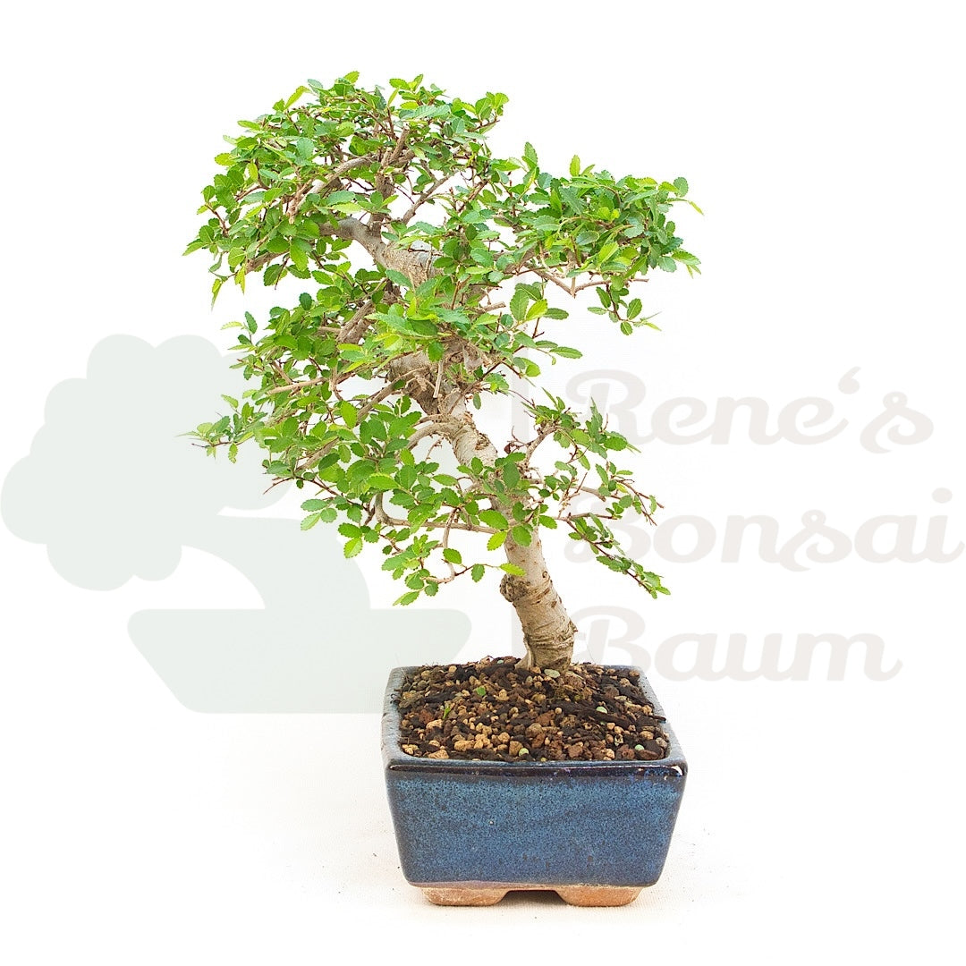 Chinesische Ulme 'Zelkova parvifolia'