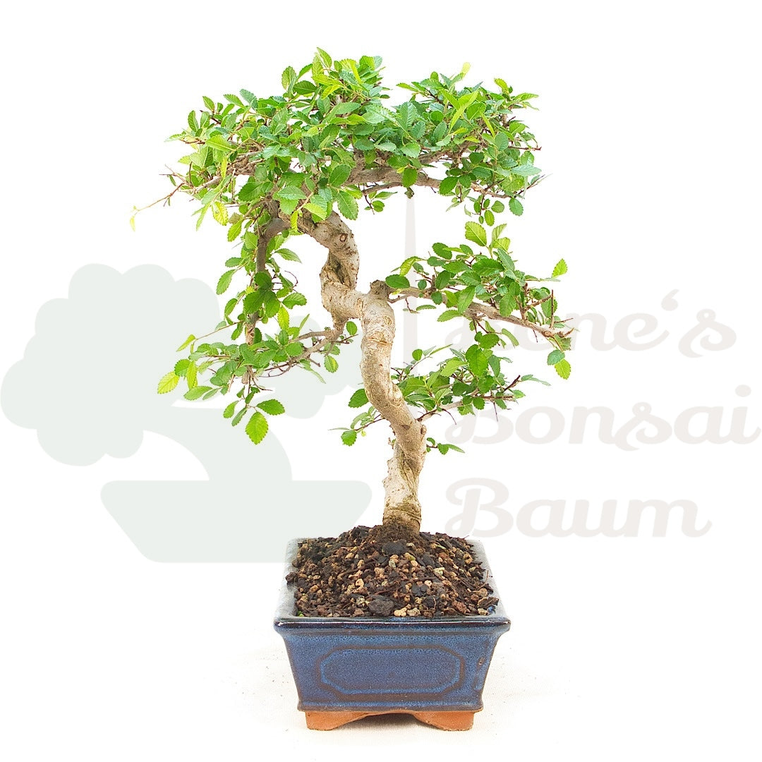 Chinesische Ulme 'Zelkova parvifolia'