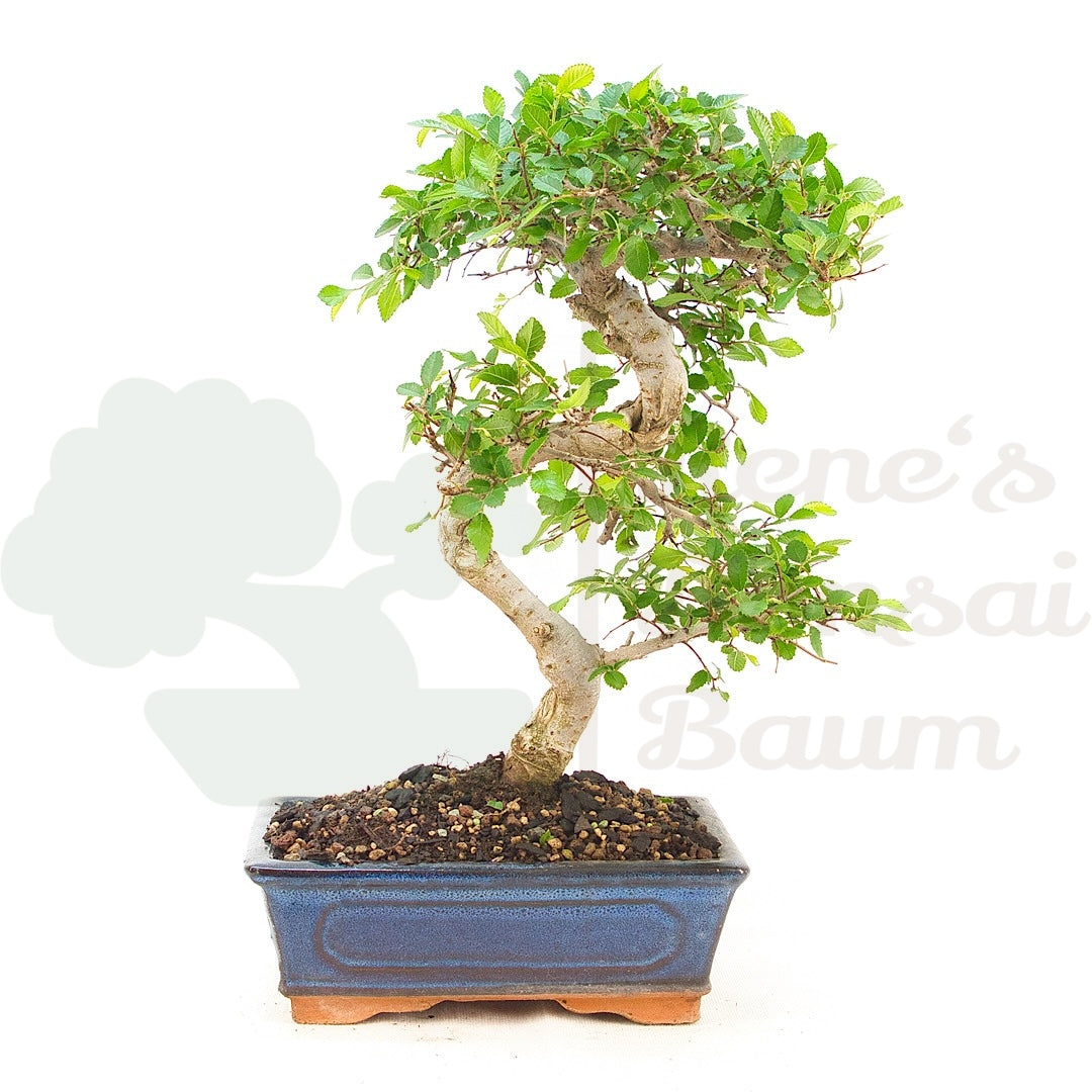 Chinesische Ulme 'Zelkova parvifolia'