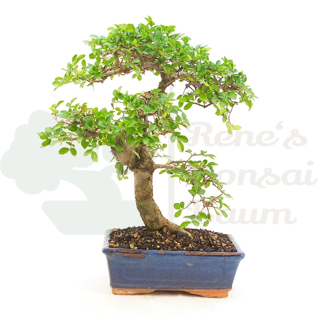 Chinesische Ulme 'Zelkova parvifolia'