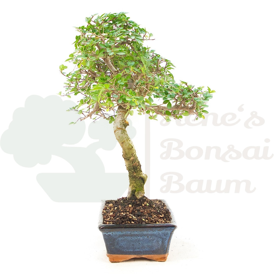 Chinesische Ulme 'Zelkova parvifolia'
