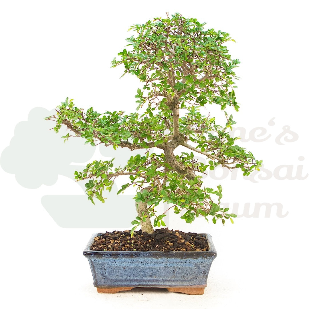 Chinesische Ulme 'Zelkova parvifolia'