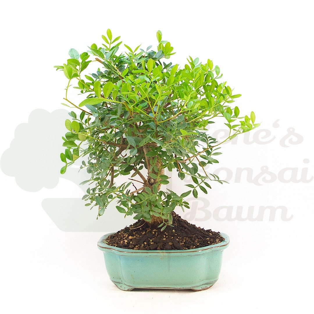 Pistazie 'Pistazie lentiscus'