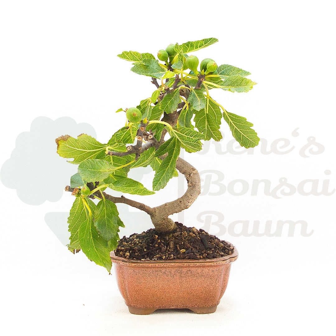 Essfeige 'Ficus carica'