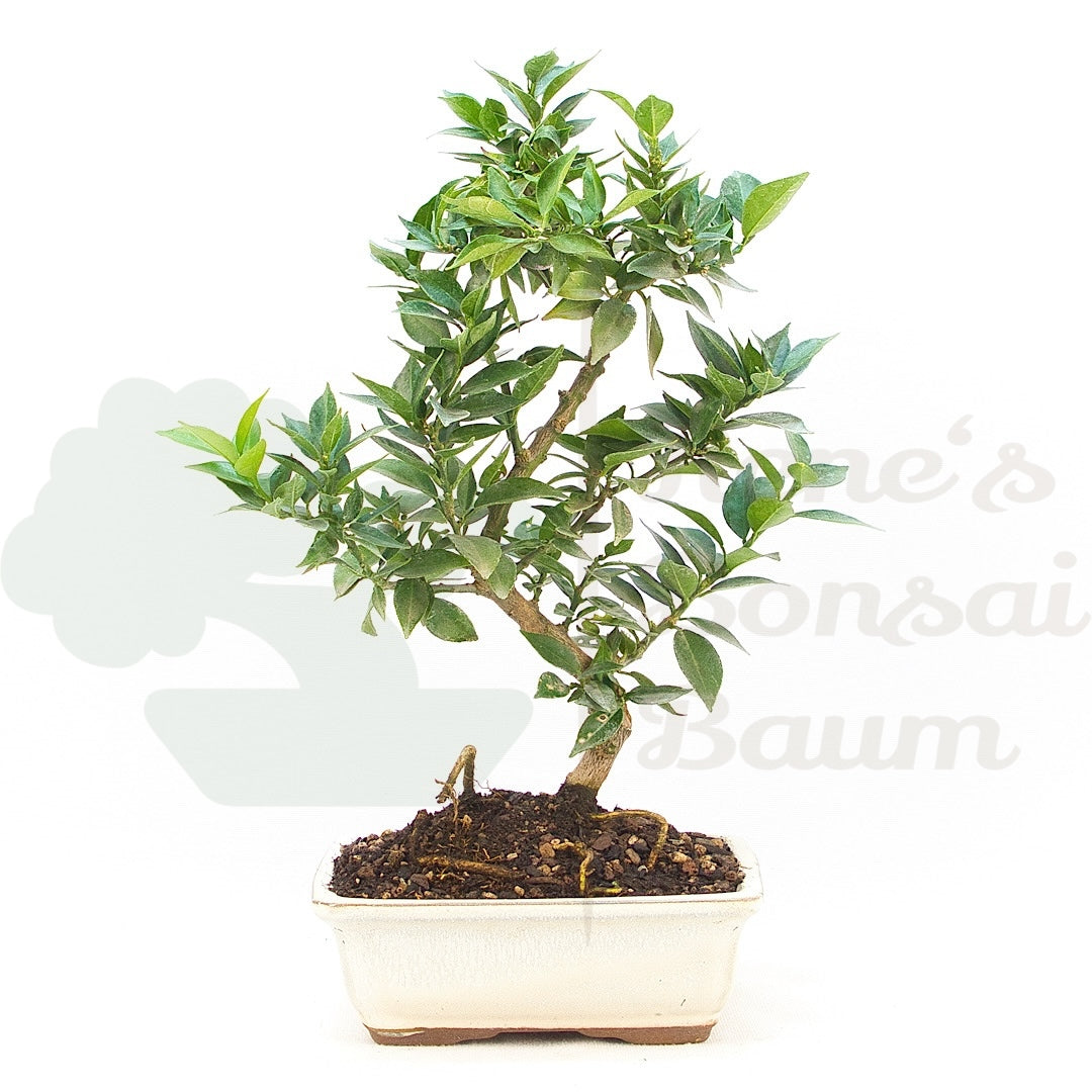 Bitterorange 'Citrus myrtifolia'