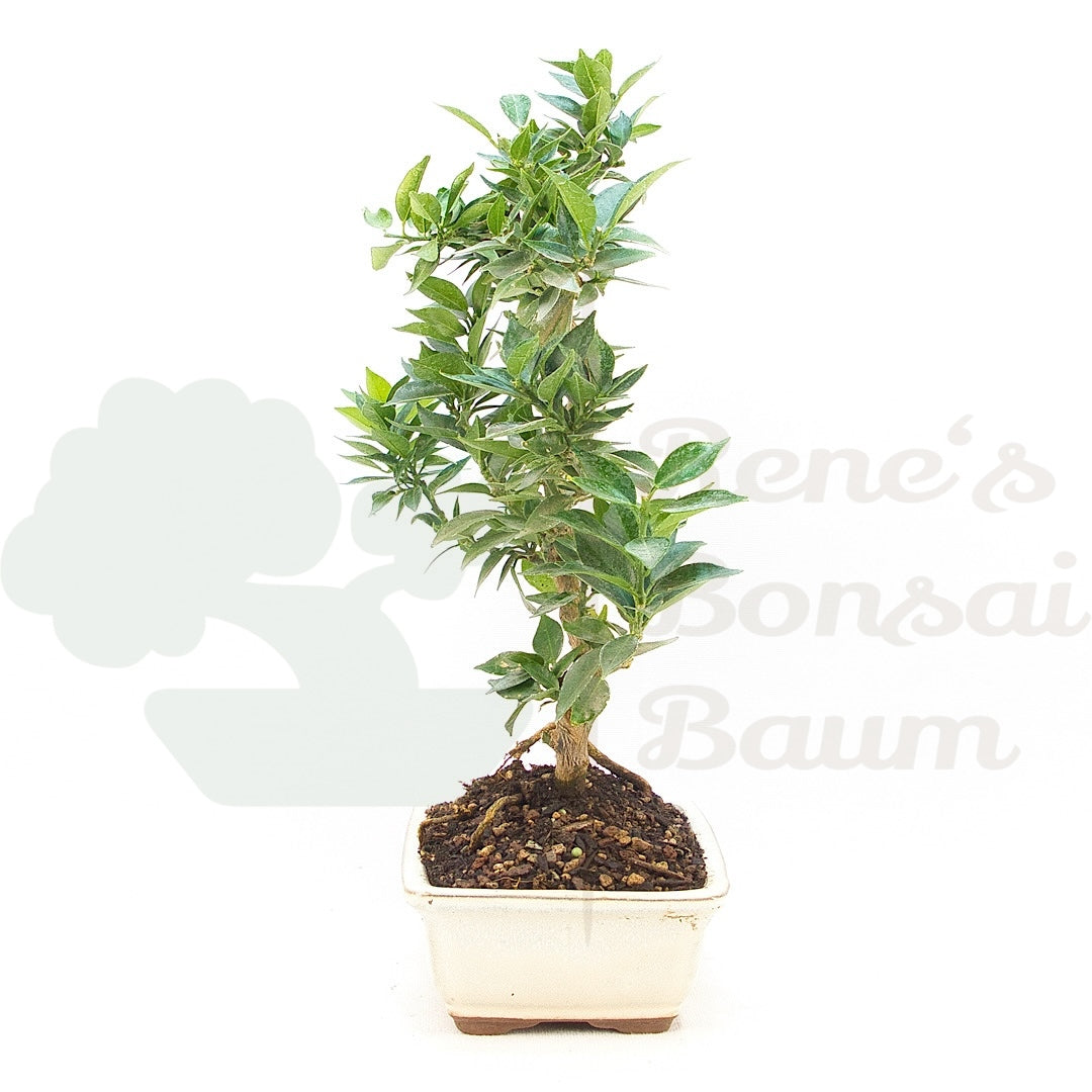 Bitterorange 'Citrus myrtifolia'