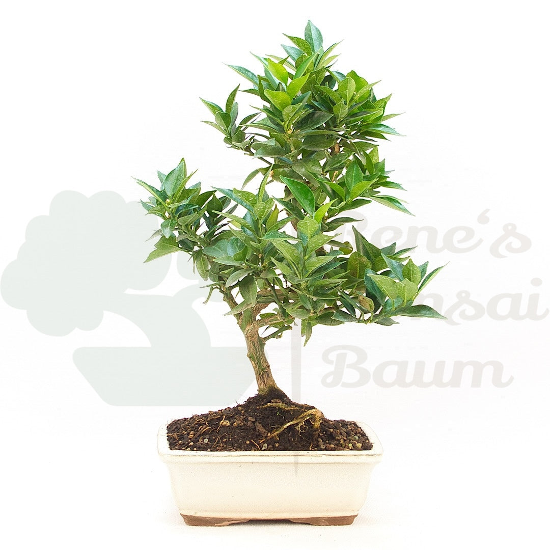 Bitterorange 'Citrus myrtifolia'