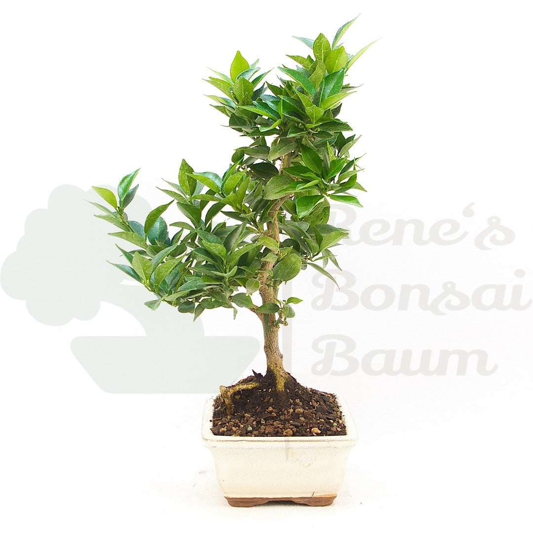 Bitterorange 'Citrus myrtifolia'