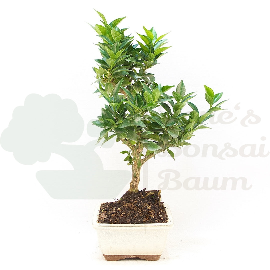 Bitterorange 'Citrus myrtifolia'