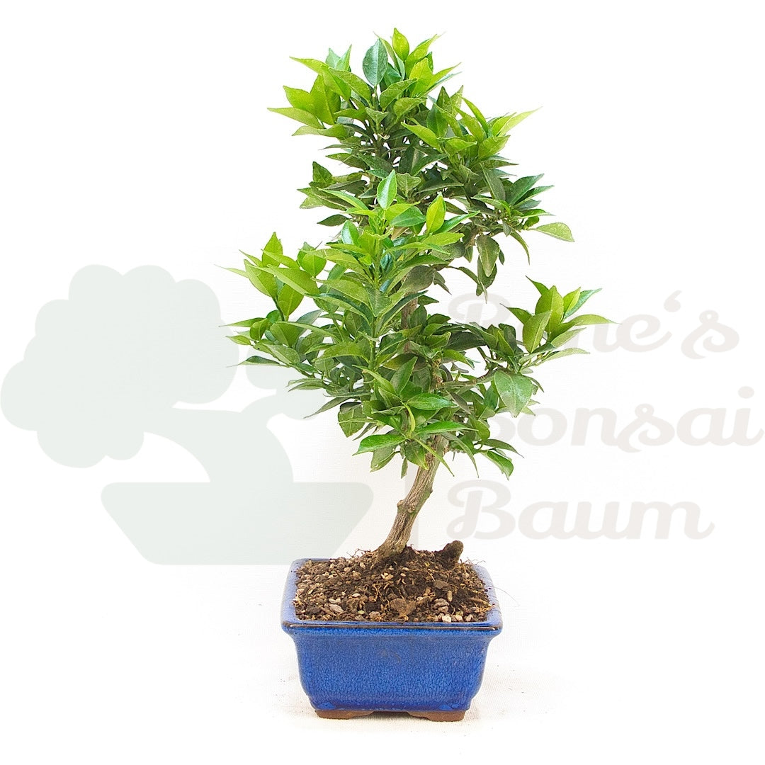 Bitterorange 'Citrus myrtifolia'