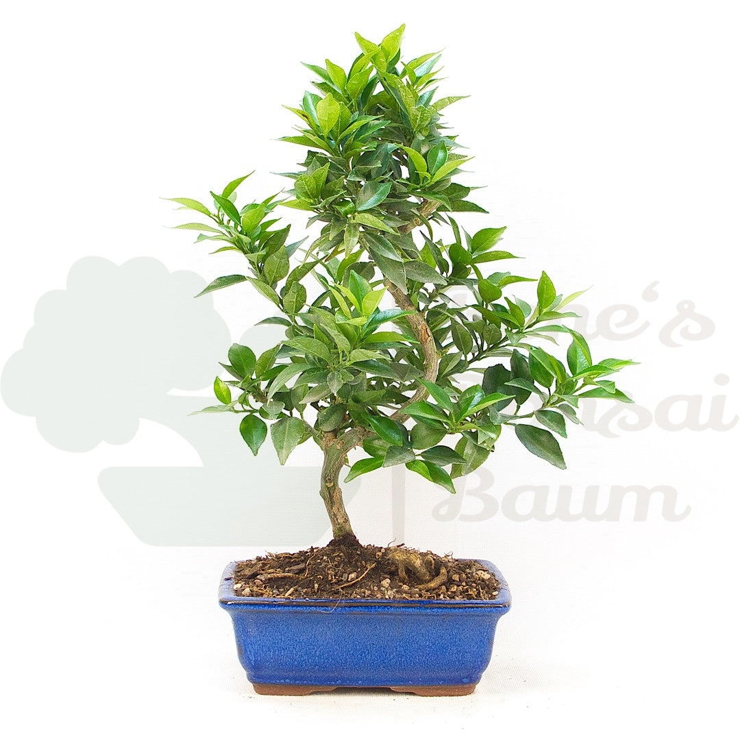 Bitterorange 'Citrus myrtifolia'
