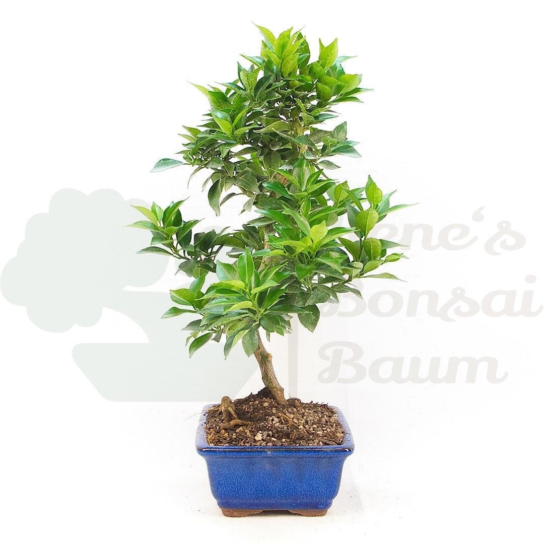 Bitterorange 'Citrus myrtifolia'