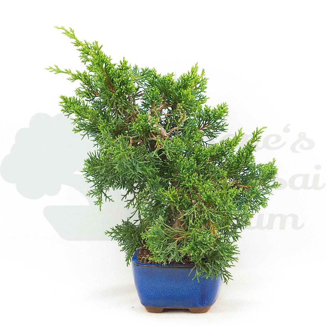 Chinesischer Wacholder 'Juniperus chinensis kyushu'